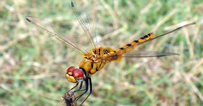 Dragonfly - The champion flies away in the insect world