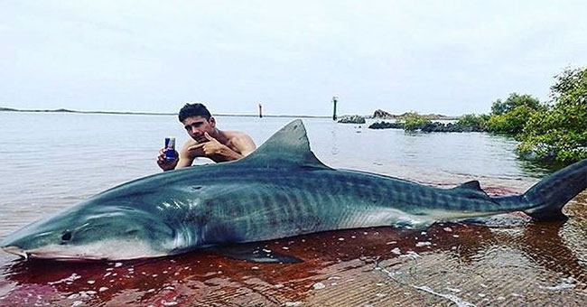 Dramatic guy subdued 4m tiger shark for 3 hours