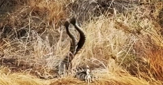 Dramatic male rattlesnake for mates