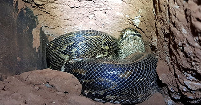 Dramatic python screen 'crisis' more than 4m, workers caught being '3rd party' fierce attack
