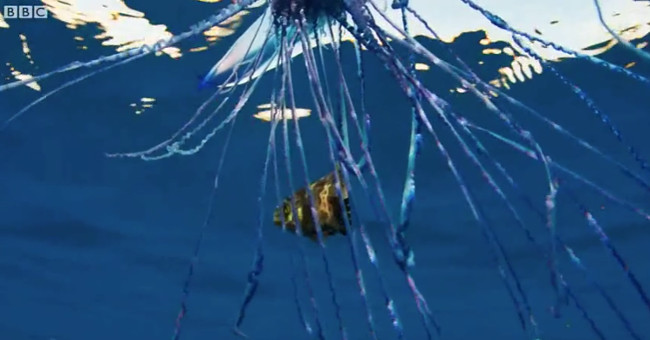 Dramatic sea creature caused the film crew to run away painfully