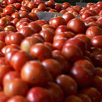 Dried tomatoes prevent the best prostate cancer