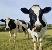 Drinking water extracted from cow dung
