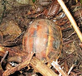 Drop 37 rare animal animals about nature