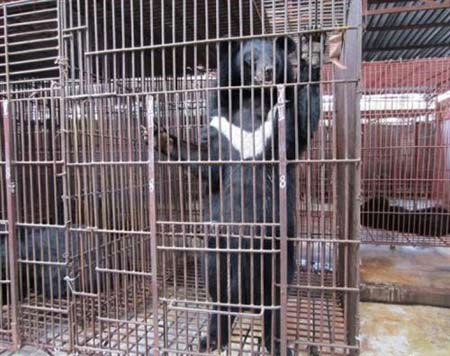 Drop 7 black bears in Dong Nai to nature