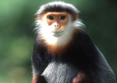 Drop a douc langur to the forest