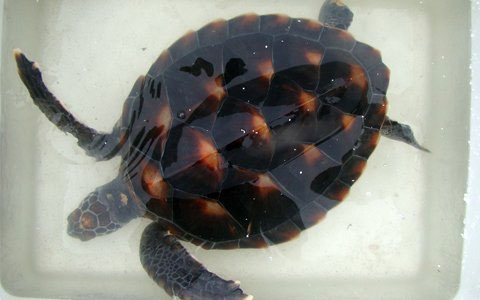 Drop a rare sea turtle
