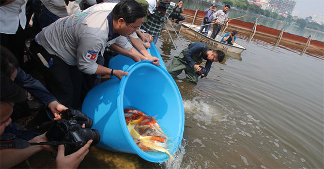 Drop Japanese Koi fish into To Lich River and West Lake to demonstrate water quality