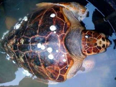 Drop rare Quan Dong turtle back to the ocean