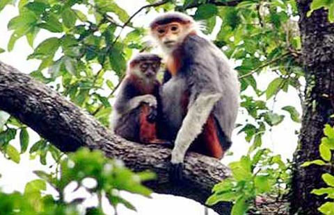 Drop two rare langur individuals to the forest
