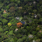 Drought, forest fires turn Amazon into a source of carbon emissions
