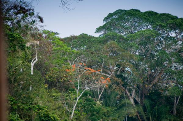 Drought threatens Amazon carbon sinks