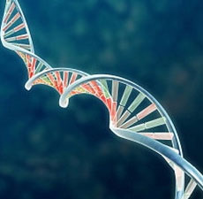 Drug addiction also carries genetic factors