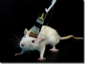 Drug testing still needs animals
