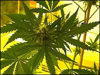 Drugs affect brain development
