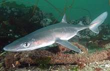Drugs from shark