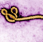 Drugs from the blood of Ebola patients survive the black market