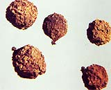 Drugs from wild fruits