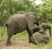 Drunk elephant fruit Marula leaned in the middle of the road
