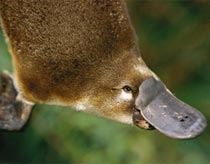 Duckbill - the most exotic creature in the world