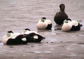 Ducks also know the division of labor