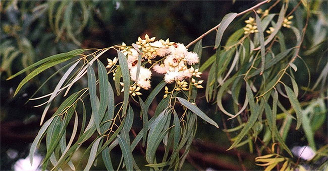 Due to the 'laying' of the tree, the company in Australia carries the leaves for analysis