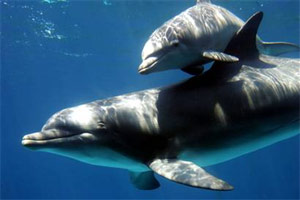 'Dumb' dolphins