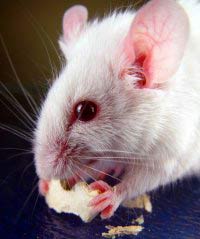 Duplicate mice from white blood cells