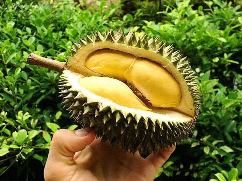 Durian shell powder will help recover coastal spill oil