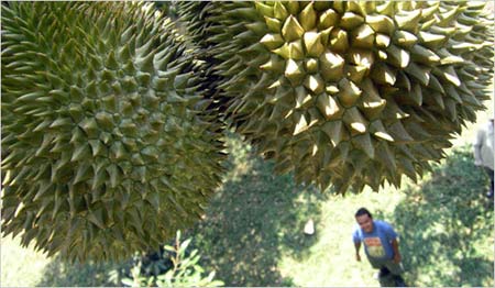Durian smell like banana