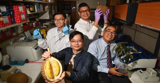 Durian will be available for people with diabetes