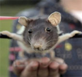 Dutch teenager turns mouse into a plane