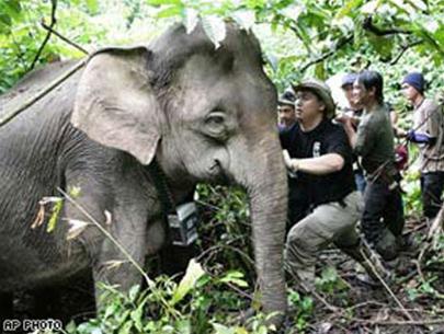 Dwarf elephants are threatened