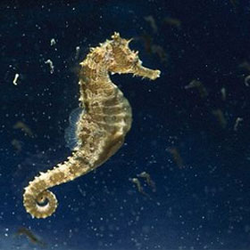 Dwarf seahorses catch bait 1/1000 second