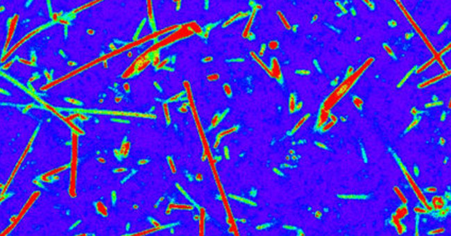 Dyeing bacteria to study extraterrestrial life