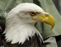 Eagle with an artificial beak