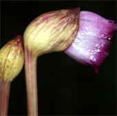 Earlier in Aeginetia - The plant specialized in parasite