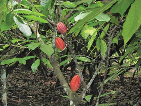 Early days of chocolate