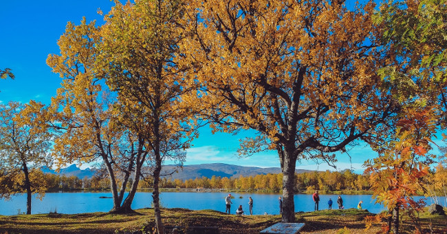 Early fall in the Norwegian forest