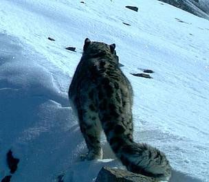 Early image of Snow Leopard in Russia
