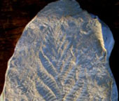 Early-stage complex organisms fed by osmosis