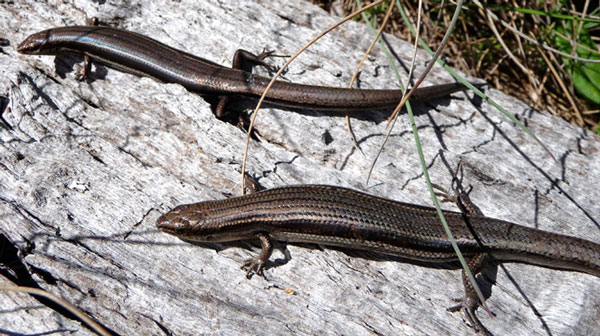 Earth warming makes lizards smarter