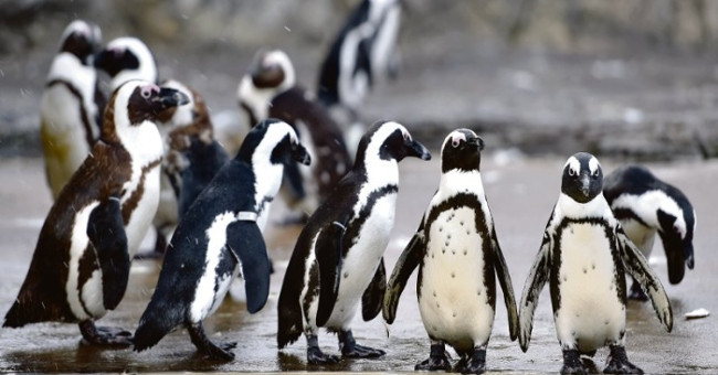 Earth warming, species of emperor penguins are endangered