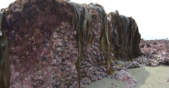 Earthquake pulls the seabed 2m high in New Zealand