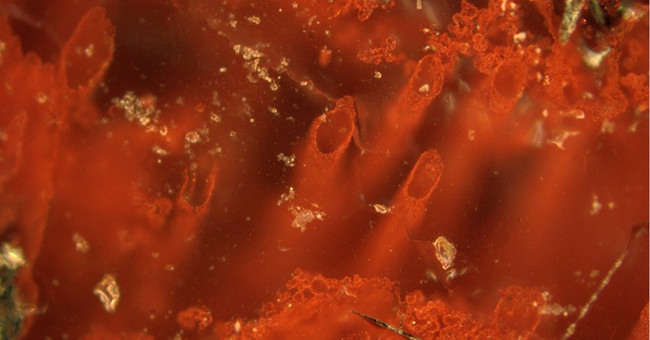 Earth's oldest life has just been discovered in Northern Canada