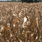 Earth's temperature changes abnormally hot and cold