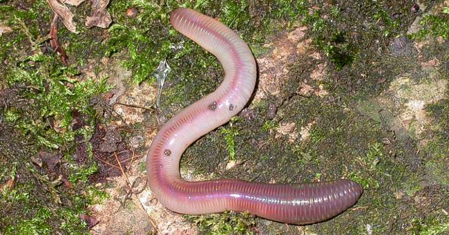 Earthworms after being interrupted why turn into many?