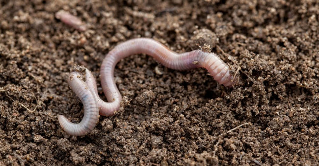 Earthworms can grow well in Martian soil