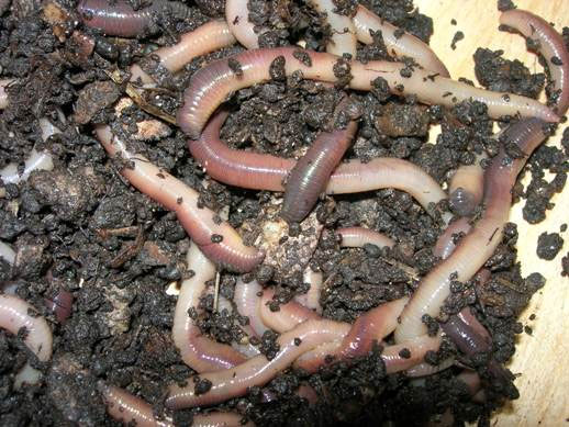 Earthworms help slow climate change