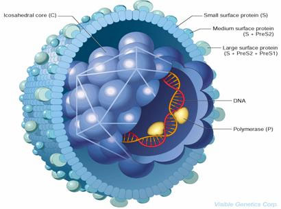 East Asia and the Pacific against hepatitis B